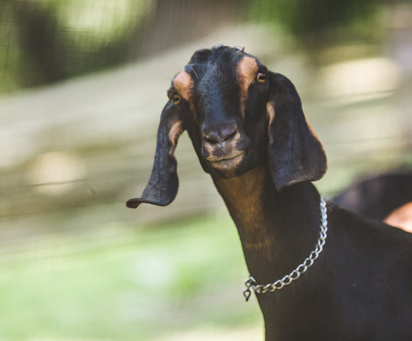 El yoga con animales pueden ser una experiencia deliciosa y divertida.